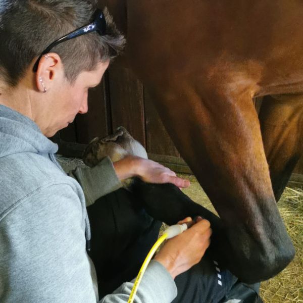 Mobile Tierphysiotherapie für Pferde Melanie Brinkmann