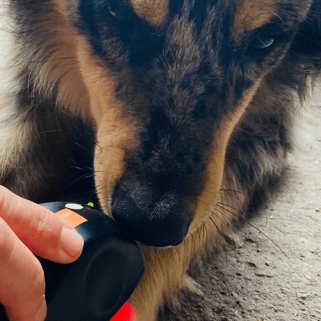 Laservermietung Lasertherapiegerät für Hunde
