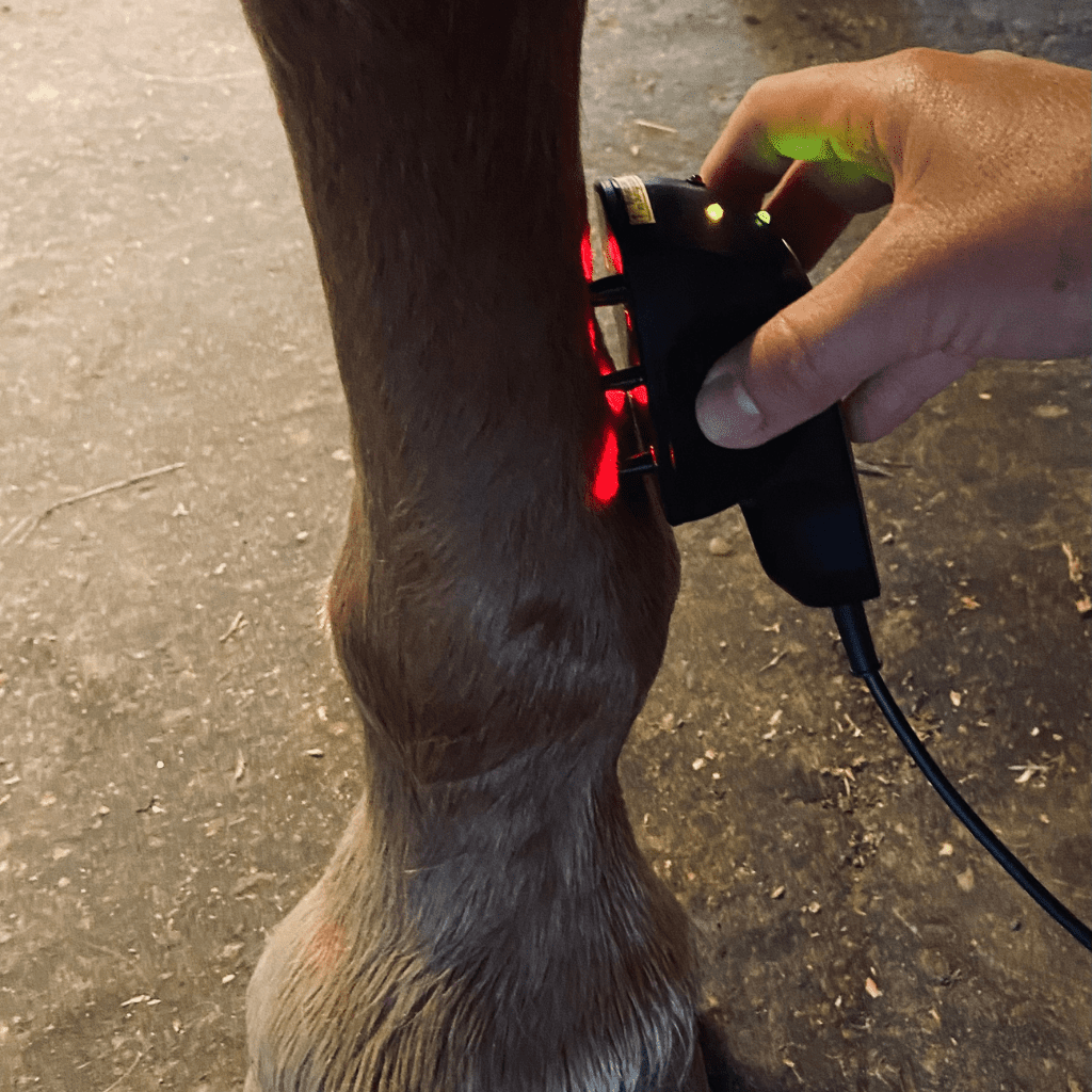 Laservermietung Lasertherapiegerät für Pferde